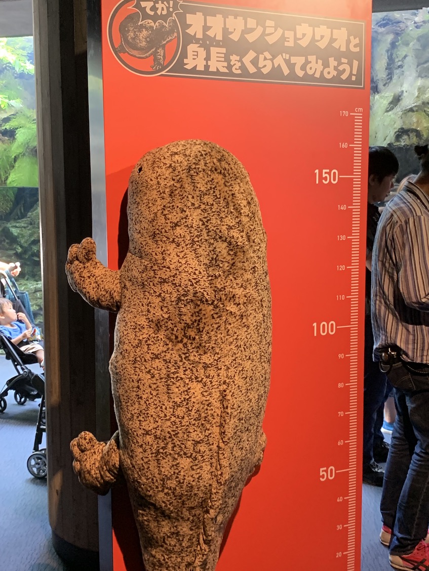 9月9日大山椒鱼日 观察测定身长 体重